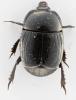 Margarinotus obscurus